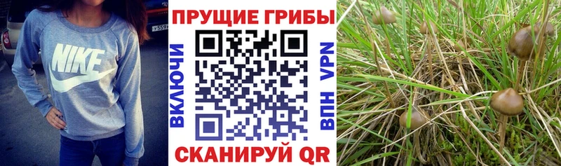 закладки  Палласовка  Галлюциногенные грибы прущие грибы 